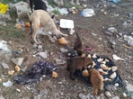 Sisma Siria-Turchia: Oipa, raccolta fondi per gli animali