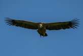 Grifone in volo dalla Sardegna alla Corsica per 252 km