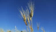 More resistant grain selected by geneticists and farmers