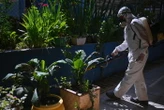 Ministero a Regioni,contro Dengue sorveglianza e bonifiche