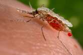 I cambiamenti climatici frenano la diffusione della malaria in Africa