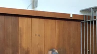 Indagine dossier, chiesto processo per Laudati e Striano