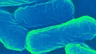 I batteri diventano fabbriche di creme solari