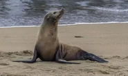Ragazzino morso da una foca durante una vacanza in Sudafrica