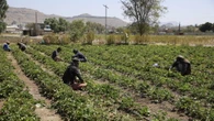 Onu, '295 milioni persone su baratro fame, 38 milioni bimbi'