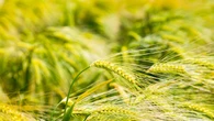 Oms Europa, classificare il cambiamento climatico come emergenza sanitaria