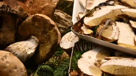 Anziano esce per funghi e muore, forse assalito da animali