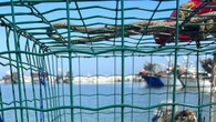 Granchio Blu, rimborsi a pescatori e monitoraggio della specie