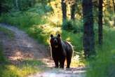 In Trentino femmina di orso catturata e munita di radiocollare