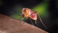 West Nile: Iss, da inizio anno 582 casi in Italia, più del 2024