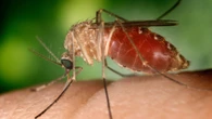 West Nile: altri due casi in Sardegna, salgono a 26