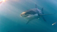 Avvistato un grande squalo bianco nel Canale di Sicilia