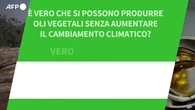ANSA VERIFIED: E' vero che si possono produrre oli vegetali senza aumentare il cambiamento climatico?