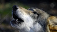 Un lupo maschio abbattuto nella notte in Alto Adige