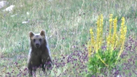 Due cuccioli di orso morti annegati a Scanno