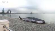 Cop29, replica di una balena arenata compare a Baku