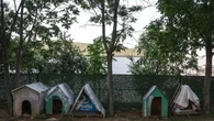 Tre bimbi morti di rabbia, abbattuti centinaia di cani in Etiopia