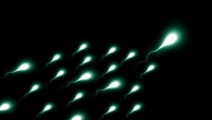 Identificate due proteine chiave per la fertilità maschile