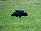 Raro Ibis eremita ucciso da un bracconiere nel Forlivese