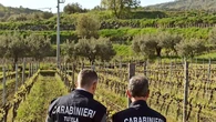Vende falso vino Zibibbo, denunciato imprenditore tedesco