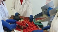 Pomodorio bio, nel Foggiano la lavorazione è anche 'sociale'