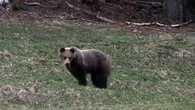 Un orso a spasso nelle vie del centro di un paese in Ciociaria