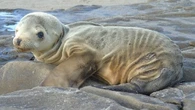 Le ondate di calore marino rimodellano la vita negli oceani