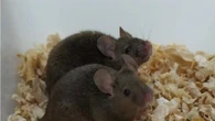 Topi con 2 padri ottenuti riprogrammando il Dna