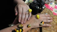 Missione per salvare dall'estinzione le lumache Polymita