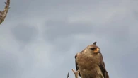 Aquila in difficoltà salvata nelle acque del lago di Como