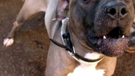 Agente spara e uccide un pitbull durante un controllo anti-droga