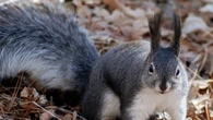 Specie invasive, 1.584 miliardi in 60 anni il costo per l'Europa
