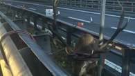 Cervo intrappolato sulla A1 nel Bolognese, salvato da Polstrada