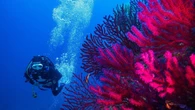 Allarme per il Mediterraneo caldo, Sardegna sotto shock termico