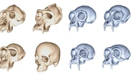 Il cranio si è evoluto più in fretta negli umani che nelle scimmie