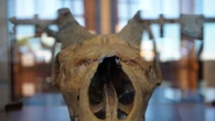 Al Museo delle Civiltà una mostra 'multi-specie' dell'Ispra