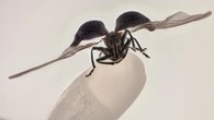 Cellule, spore e insetti nelle 20 migliori foto del 'micromondo'