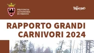 Nel 2024 in Trentino sono nati almeno 26 piccoli di orso