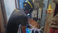 Cervo intrappolato sfonda tetto di ristorante a Camaldoli