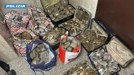 Avevano 220 chili di hashish, arrestati in due