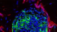 I primi organoidi con un sistema di vasi sanguigni