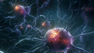 Nel cervello la dopamina può agire come un megafono, o un sussurro