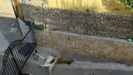 Parte per le vacanze, cane lasciato al sole muore di stenti