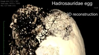 Indagini hi-tech raccontano la storia di due uova di dinosauro VIDEO