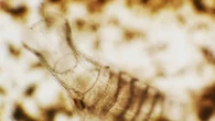 Scoperto un parassita capace di alterare gli ecosistemi marini