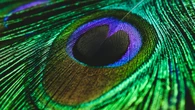 Gli occhi sulla coda dei pavoni trasformano la luce in laser