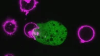 C'è un parassita che si traveste indossando le cellule uccise
