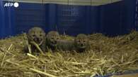 Francia, nati tre cuccioli di ghepardo allo zoo di Montpellier