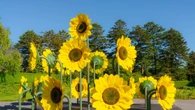 I girasoli di van Gogh sbocciano al Giardino Botanico a New York