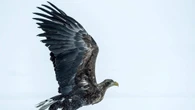 Il cambiamento climatico spinge gli uccelli più in alto